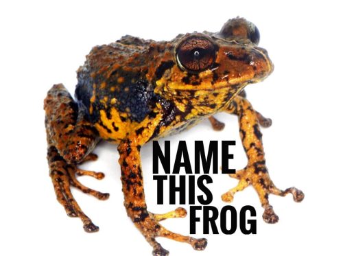 NAME THIS FROG One of the treasures of discovering a new species is that you get to name it. Well, i