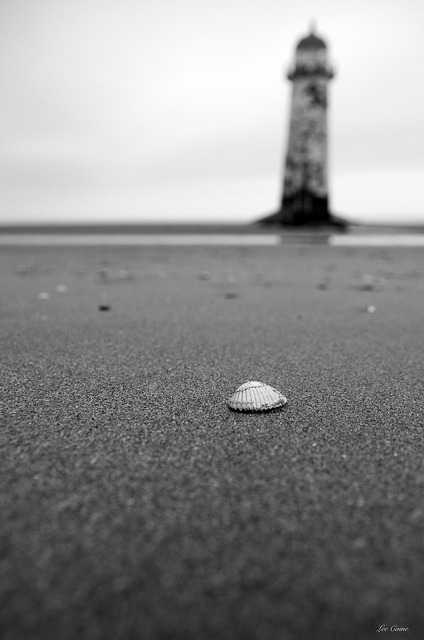 She sells seashells by the seashore on Flickr.