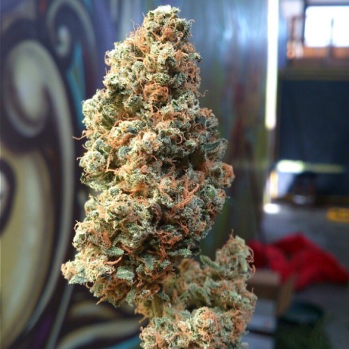 alliebeckett:  Grapefruit, so fire as always 