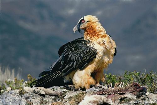 sixpenceee:Bearded VultureThese beautiful birds inhabit Everest, the Himalayas and other mountainous