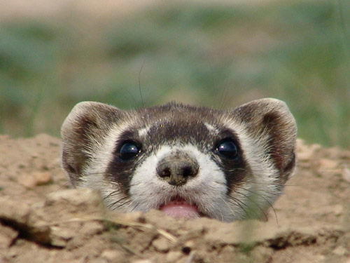 ferret-suggest:  today’s long boy: black footed ferret! this is black footed ferret,