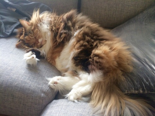 bloodstainbowbarnacle: lancrebitch: catsbeaversandducks: Pixel The Floof Monster “I’m no