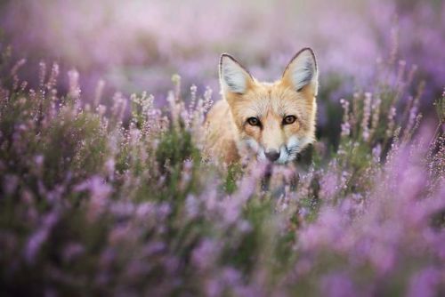 landscape-photo-graphy: Young Photographer Highlights a Playful Fox Named Freya Poland based young 