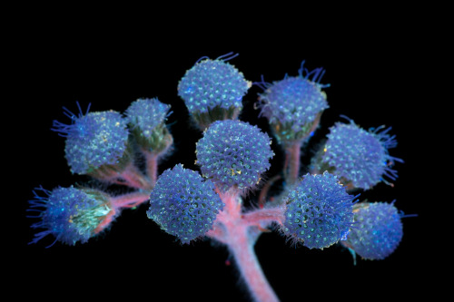 Ageratum houstonianum is an annual member of the sunflower family (Asteraceae) prized in ornamental 