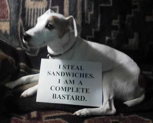 pr1nceshawn:  &ldquo;Bad Dogs&quot;  - Owners using signs to shame their