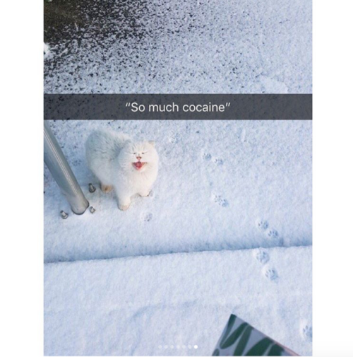 babyanimalgifs:  Cat snaps