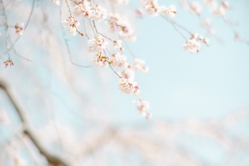 観音神社のしだれ桜