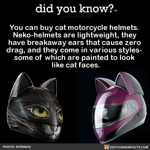 did-you-kno:  You can buy cat motorcycle helmets.  Neko-helmets are lightweight,
