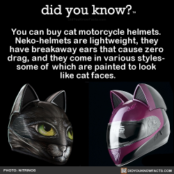 did-you-kno:  You can buy cat motorcycle helmets.  Neko-helmets are lightweight, they  have breakaway ears that cause zero  drag, and they come in various styles-  some of which are painted to look  like cat faces.  Source