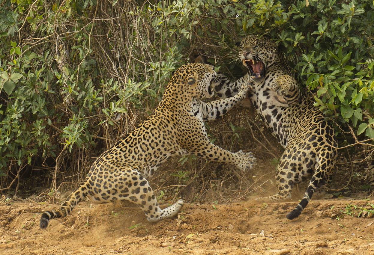 Defending his turf (Jaguars in the Pantanal Conservation Area, Brazil)