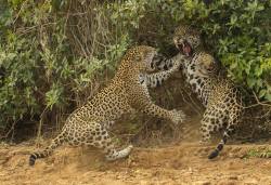 Defending his turf (Jaguars in the Pantanal