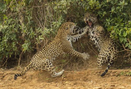 Porn photo Defending his turf (Jaguars in the Pantanal