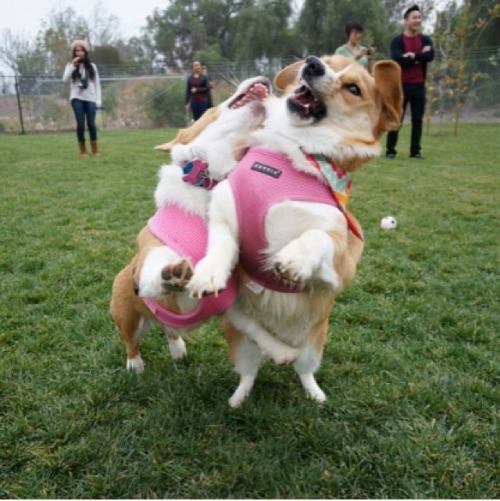 emmathebean:  gatsbyadventures:So a couple Corgi Ladies and I were talking about