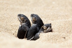 rhamphotheca:  Baby Sea Turtles Found to