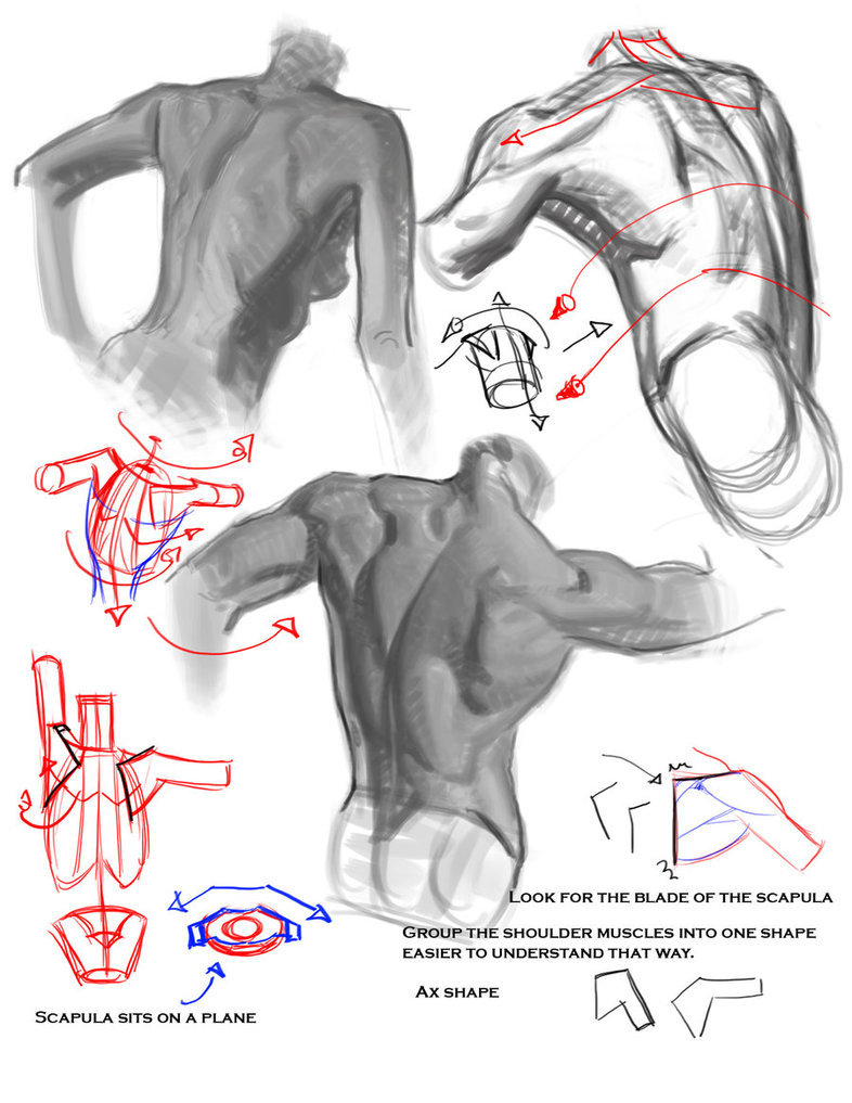 rhimeslex:  jay-h-bomb:  Here’s some awesome figure drawing and anatomy tips, tricks