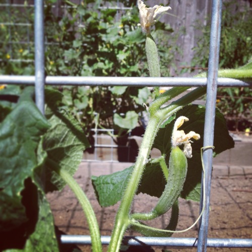 I love finding the cucumbers growing up this trellis