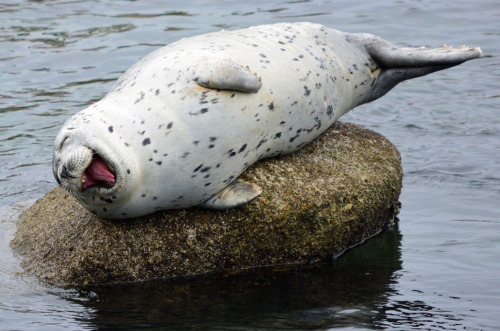 nubbsgalore:ROTFL seals. photos by (click pic) saqopakajmer, hinrich basemann, robert harding, david remney, veronica craft, anthony marston, kasia nowak and andrew yu  (what did the injured seal say to the polar bear? “do not consume if seal