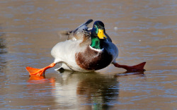 allcreatures:A mallard duck attempts to walk