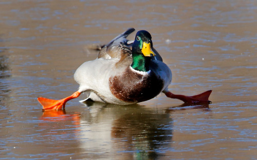 allcreatures:   A mallard duck attempts to walk on a frozen pond in Yukon, Oklahoma  Picture: AP 
