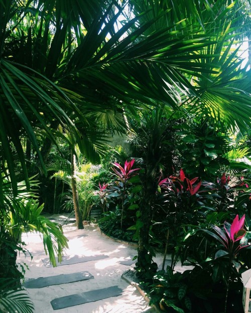 cantina-tropical: theadventurechild: Jungle/tropical blog X ❁❁ tropical blog, following back eve