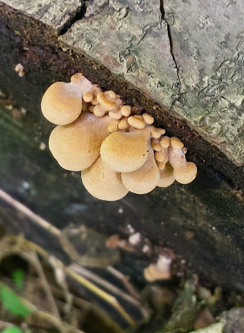 danissv:Stillwater Trail today. That one picture it looks like someone coughed up part of their lung