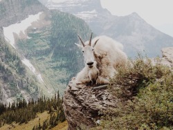 liquid-liamm:  lasplayaslasmontanas:  A hike is not complete in Glacier until you stumble across one of these beautiful and gentle beings.   It looks like a goat guru that will answer all your questions in life if you manage to make it to the top. 