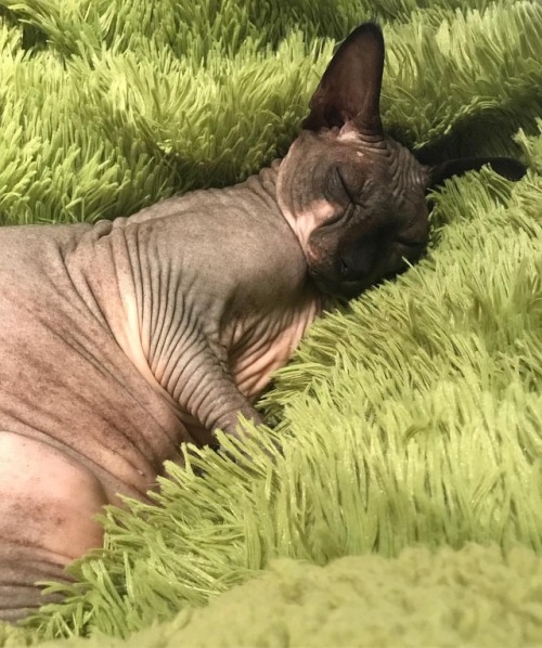 Lincoln ate breakfast and is now back to dreamland. . . #sphynx #cat #catsofinstagram #dream #adop