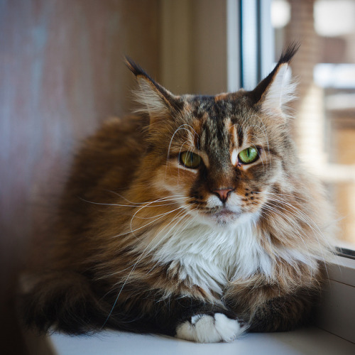 Maine-coon on Flickr.