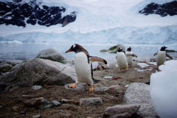 killing-the-prophet:  Penguins come ashore