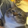 CATS (2019)