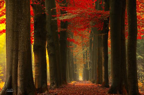 Kráčet prostorem mezi myšlenkamiWalk in the space between thoughtsNarodní park Veluwe v Holandsku po