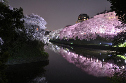 runninginthesky:  Sakura light-up at Chidoriga-fuchi in Tokyo 千鳥ヶ淵 by Marufish on Flickr.