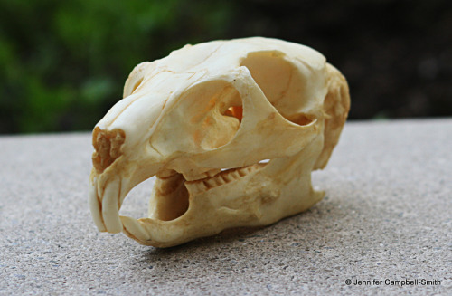 I took some photos of a replica viscacha skull that is in a collection I manage for my university.  