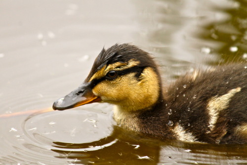 Mallard (Anas platyrhynchos) duckling by zoo-logicanas - duckplatyrhynchos - from Greek ‘platus’, me