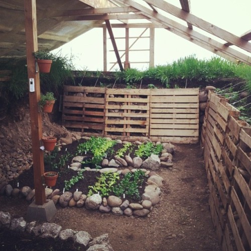 biodiverseed:  michaellogangardner:  Shit is getting real in the greenhouse.  #walipini #greenhouse