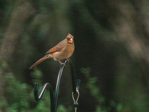 Northern Cardinal (female)Cardinalis cardinalisSan Antonio, Texas, United States, 2015