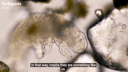 hobbular: adelicateculturecell: Journey to the Microcosmos:  Tardigrades: Chubby, Misunderstoo