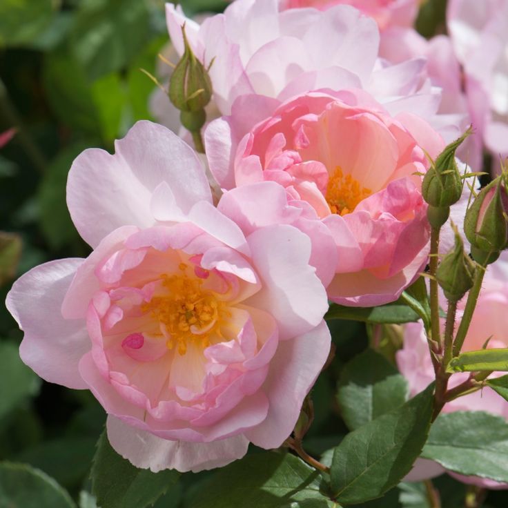 The Rose Garden