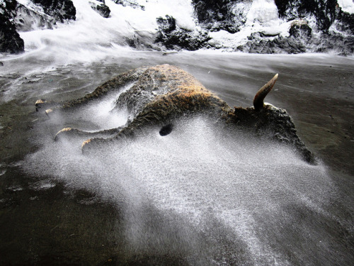 howtoskinatiger: Beach Bull by camerongregg on Flickr.