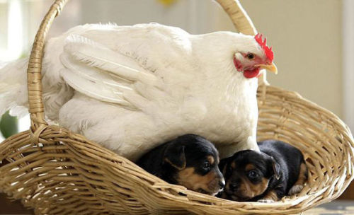 catsbeaversandducks:  Mama Hens And Their Babies Via Bored Panda 