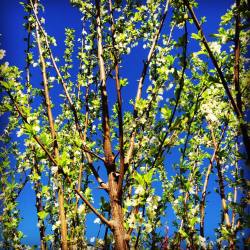 #springhassprung #spring #haciendaperezgarcia #blossoms  (at Hacienda Pèrez-Garcia)