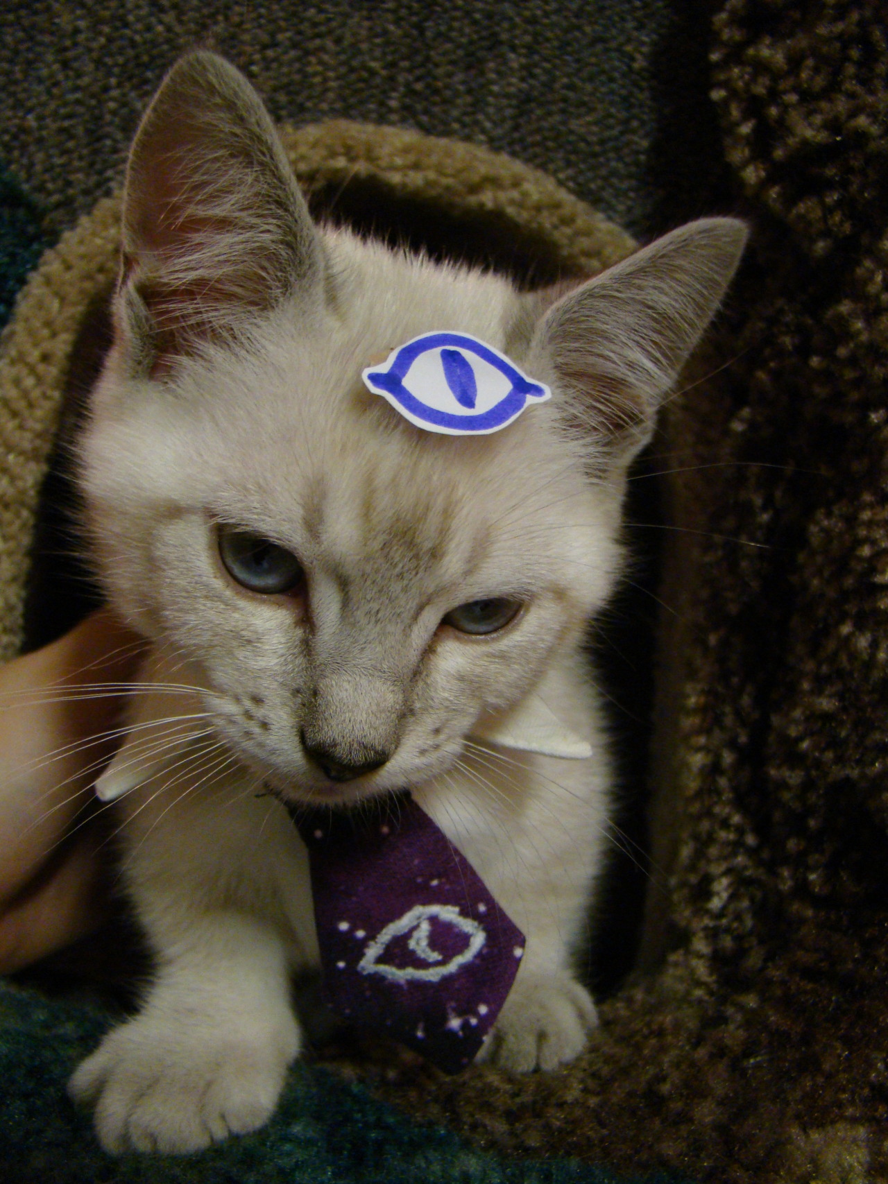thevvioletprince:  identitypollution:  We just made Cecil (our Munchkin kitten) a