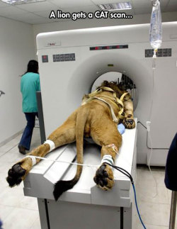 srsfunny:  Most Literal CAT Scan Everhttp://srsfunny.tumblr.com/