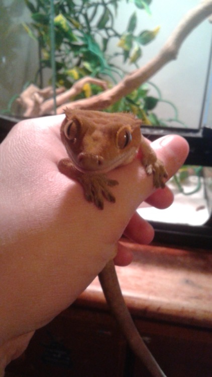 This is the Gecko Murder Face