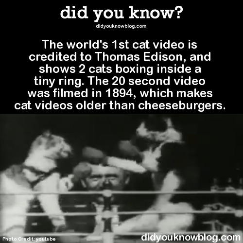 did-you-kno:  The world’s 1st cat video is credited to Thomas Edison, and shows