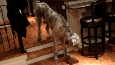 calicherusalka:  togifs:  Video: Irish Wolfhound Overcomes His Fear of Two Short