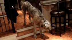 calicherusalka:  togifs:  Video: Irish Wolfhound Overcomes His Fear of Two Short Steps  warrenderchase