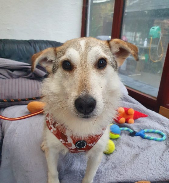 the world’s best cheeks, hamster type dog, keeps his milkbones in there (source)