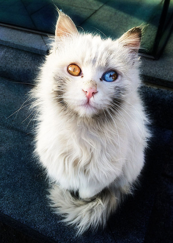 awesome-picz:    This Cat’s Eyes Have A Whole Universe Inside.   Just beautiful