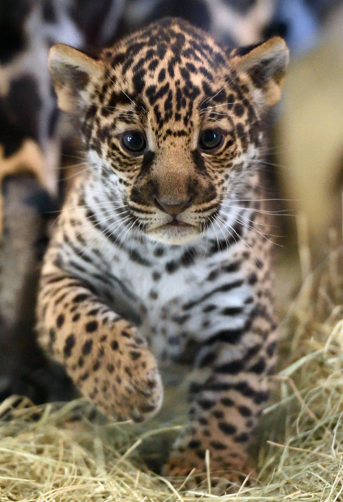 Sex sdzoo:  Jaguar Cub photo by Debbie Beals pictures